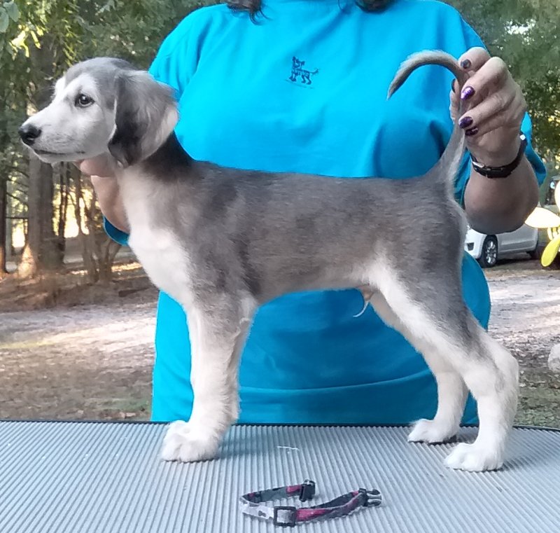Lt Blue Boy 7 Weeks.jpg - 1783 K